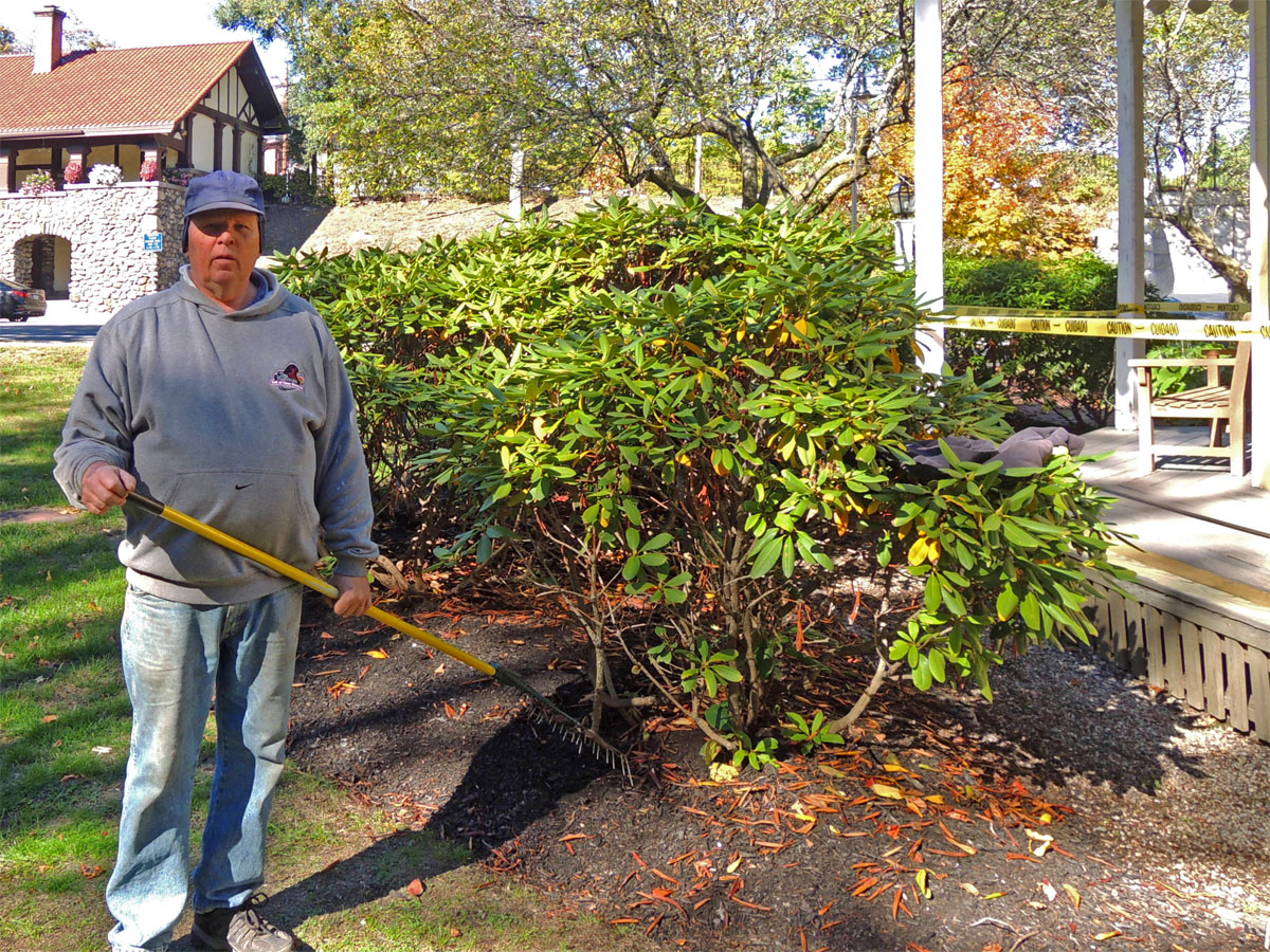 Fall cleanup of the foundation plantings